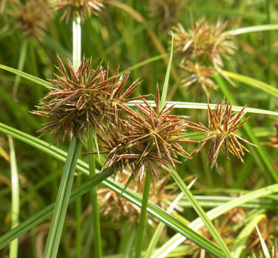 Silica (Soft-Focus Powder)